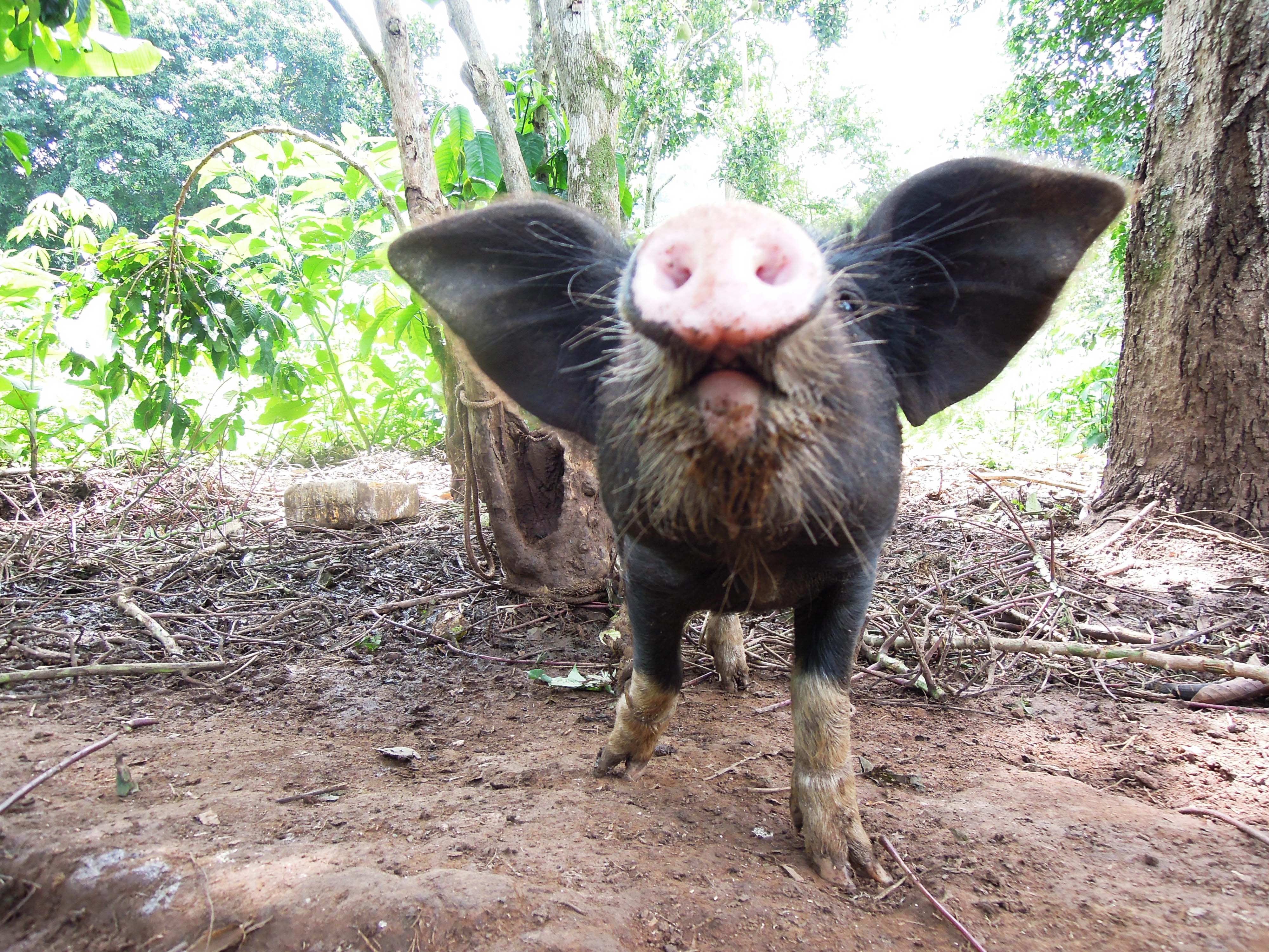 Curious pig in Uganda raised for sale
