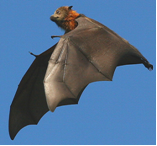 Nipah Research and Development (R&D) Roadmap comment form